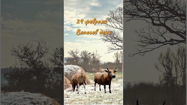 Власьев день, Коровий праздник. 24 февраля. Дата по старому стилю: 11 февраля. смотреть онлайн