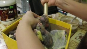 Кормление птенцов корелла