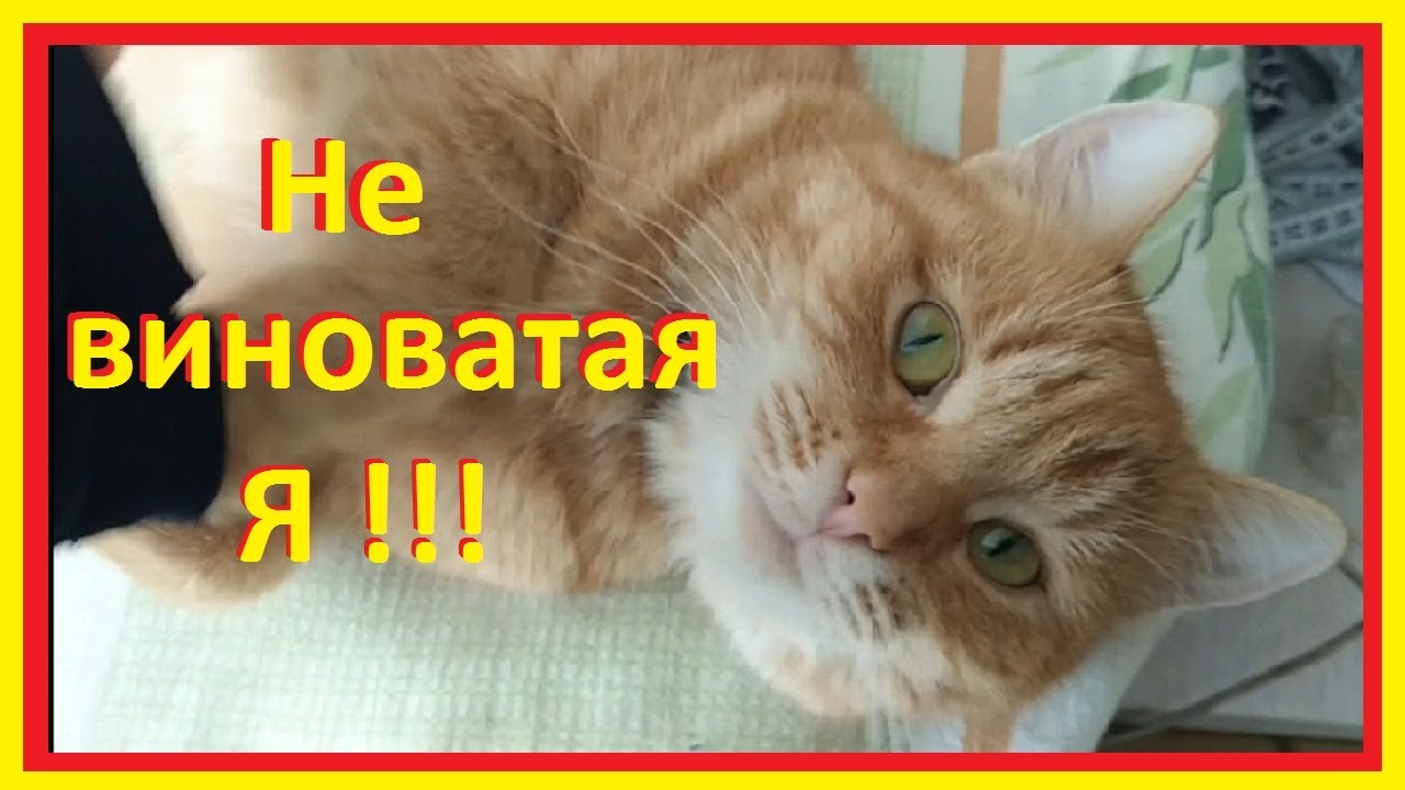 Лишай у кошек / Чем лечить лишай у кошек? средство от лишая у кошек