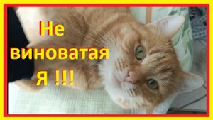 Лишай у кошек / Чем лечить лишай у кошек? средство от лишая у кошек