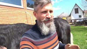 Припухлость у коня.))  Конь расчесывает хвост.