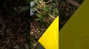 Садовый измельчитель, супер-помощь для чистоты сада