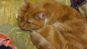 Мопс / Старый мопс храпит / Собака в семье / Уход за домашней собакой / pug