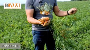 Морковь Найроби F1