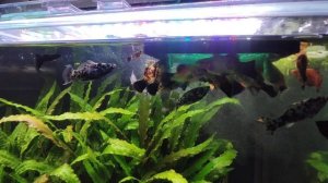 Моллинезия далматинец.