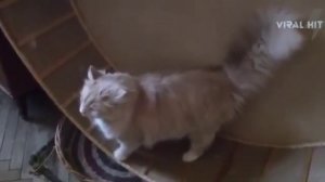 Колесо для кота