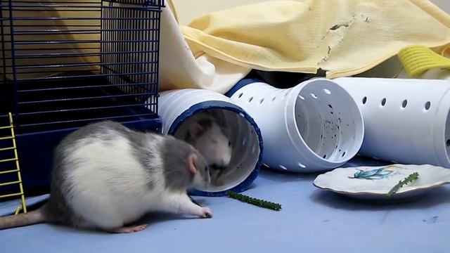 Одуванчик, подорожник и Ко смотреть онлайн