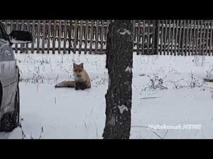 Лиса охотится на кошек в садах "Радуга" Нефтекамск.