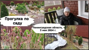 Прогулка по саду. (Ленинградская область, 3 мая 2024 г.)
