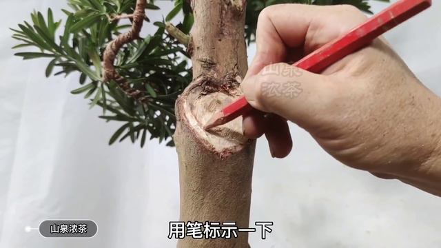 The key to Podocarpus planting and the production of "horse eyes" in the modeling羅漢松種養的關鍵及造型中的“馬眼”製 смотреть онлайн