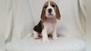 Щенки бигля свободные.mp4