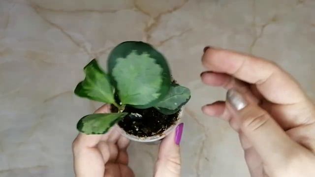 Новиночки в Новом году! 🌺🤩 смотреть онлайн