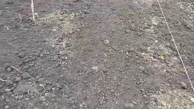 Смородина чорная. Весенняя посадка смотреть онлайн