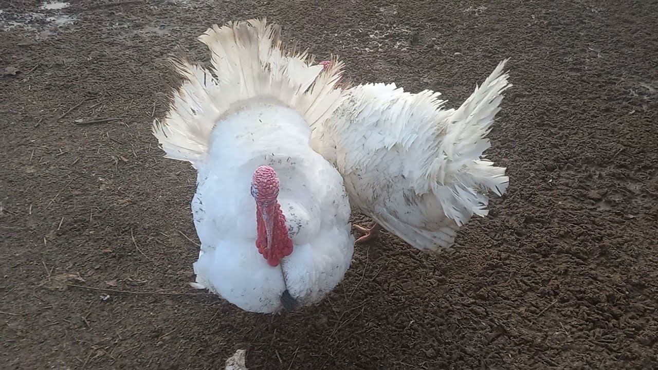 Утро в колхозе))) Кому мясо, сало???? смотреть онлайн