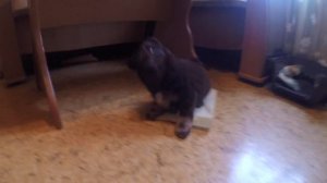 Щенок Мишка