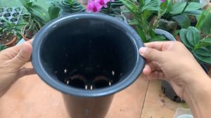 Put dry Dendrobium orchid branches into the jar! Suddenly every node sprouted