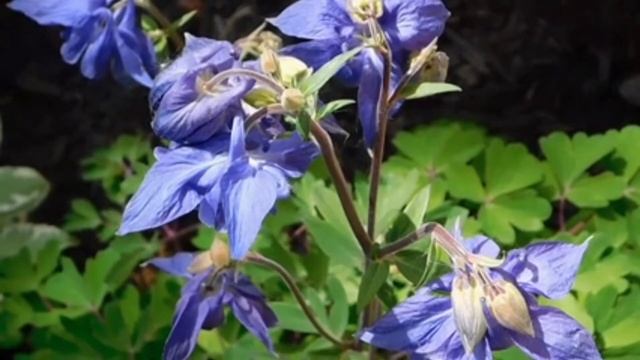 ЖЕНЩИНА ЛЮБИТ ЗАБОТУ.. СТИХ ДО ГЛУБИНЫ ДУШИ... смотреть онлайн