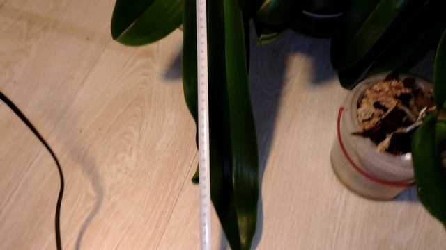 Фаленопсисы - мини, миди, стандарт, макси.... смотреть онлайн