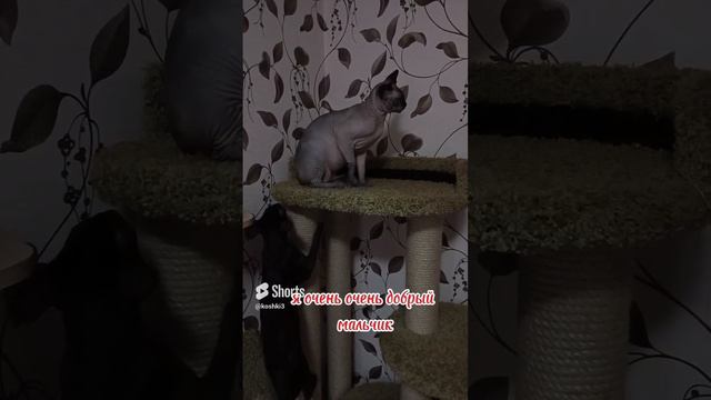 День рождения Марсику,9 месяцев #happybirthday #catshorts #смешнойкот