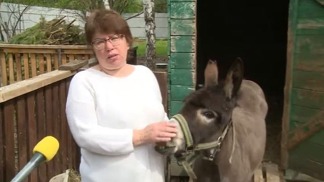 Домашний приют для животных "Эллина"