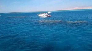 Египет/ Шарм-эль-Шейх/ остров Рас Мухамед \ Marsa Brika , Ras Mohamed National Park,
