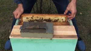 Поздний вывод маток - итоги облёта маток. Октябрь.