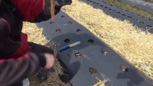 Посадка клубники ОКС. Как и каким инструментом сажать клубники ОКС.