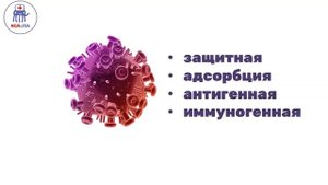 Строение и жизнедеятельность вируса