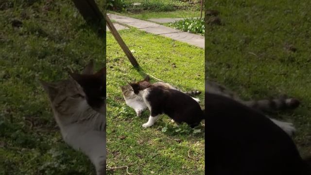 Кошкины игры#котенокигривый#бабушкакошка