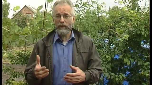 Правильный уход за декоративными кустарниками