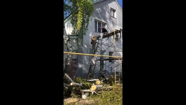 Спил старой березы. смотреть онлайн