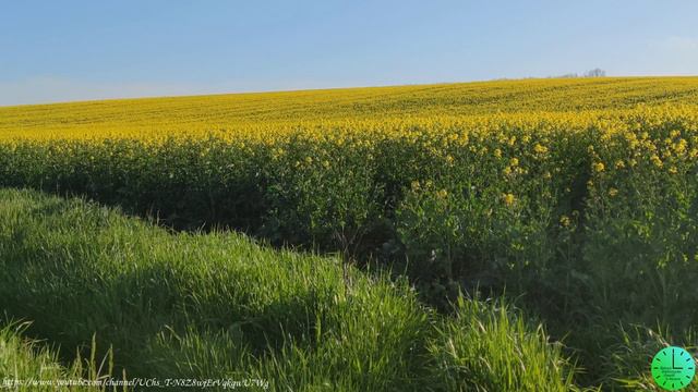 Пение птиц создает гармонию души и тела/Звуки природы/Birdsong/Sounds of nature/Relax