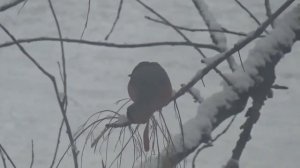 Птицы зимой в городе.