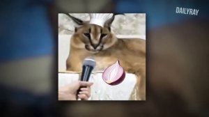 Хорошие пельмени, много много мяса, мало теста