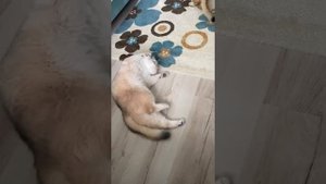 Cats mating
