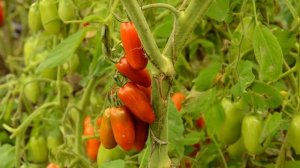 Обзор томатов 2016 года: Сербское сердце, сладкий кассади, сто пудов.