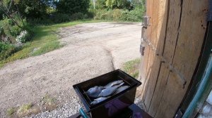 КОПТИМ небольшого КАРПА и КАРАСЕЙ