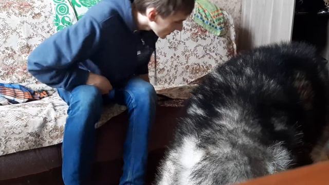 Аляскинский маламут : Бен будешь хлеб?