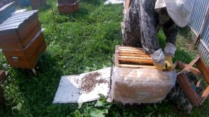 Сборка в зиму, полоски,кормление..mp4