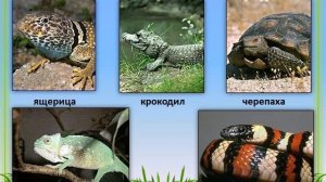 Окружающий мир. Тема: Насекомые, пресмыкающиеся, птицы, рыбы, земноводные, звери