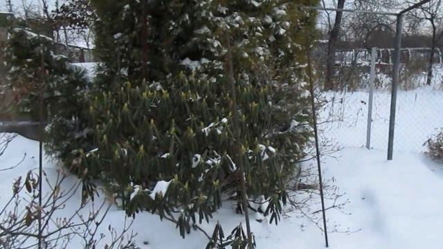 Мои рододендроны в ноябре 2016г смотреть онлайн