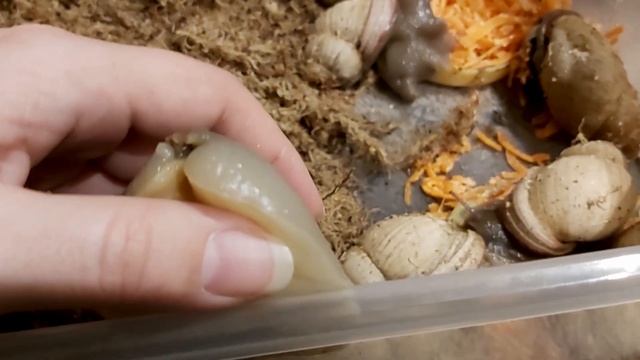 Улитки несут яйца видео. Как появляются мегасы.