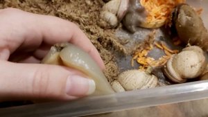 Улитки несут яйца видео. Как появляются мегасы.