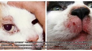 Демодекоз у кошек - симптомы,лечение, препараты