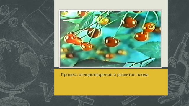 § 33. РАЗМНОЖЕНИЕ РАСТЕНИЙ.    ЦВЕТОК – ОРГАН РАЗМНОЖЕНИЯ.  БИОЛОГИЯ. 6 КЛАСС