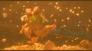 КРАБ ТАМАТОА-В БЛЕСКЕ FAST