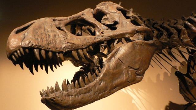 Fossils | Wikipedia audio article
