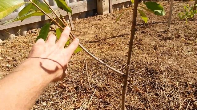 Результаты обрезки однолетних саженцев