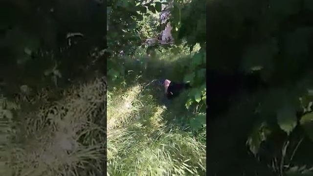 Пьяный в дрова лежит в кустах!!! Часть 1 смотреть онлайн