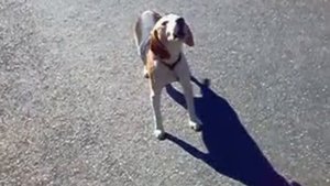 Funny barking beagle